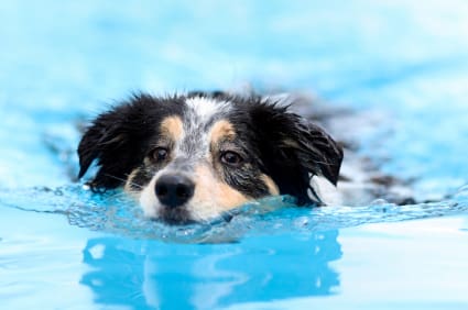 Canine Hydrotherapy